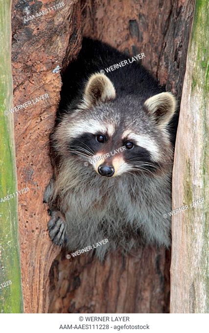 Raccoon ( Procyon lotor) sits in an old tree