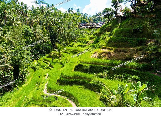 Bali, Indonesia - May 9, 2017 : View over Tegallalang rice terraces near Ubud, Bali, Indonesia