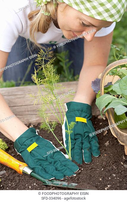 A woman planting fennel in a vegetable patch