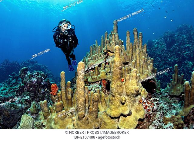 Diver looking at Pillar coral (Dendrogyra cylindrus), St. Lucia, Windward Islands, Lesser Antilles, Caribbean, Caribbean Sea