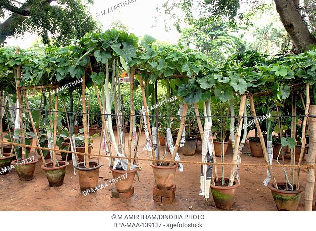 Snake gourd (Trichosanthes cucumerina Linn) plants in pots ; Lalbagh garden ; Bangalore ; Karnataka ; India