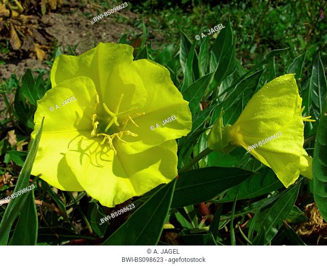 Missourie evening primerose, Prairie evening primrose, Ozark sundrops (Oenothera missouriensis, Oenothera macrocarpa), flower