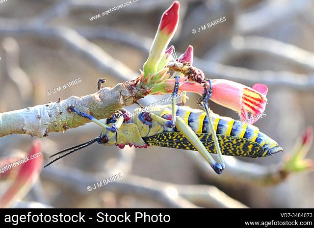 African grasshopper (Phymateus saxosus) on its nutritious plant desert rose (Adenium obesum). This photo was taken in Omo Valley, Ethiopia