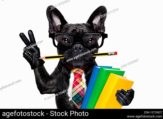 cool school french bulldog dog, with stack of books and pencil in mouth , victory and peace fingers , isolated on white background