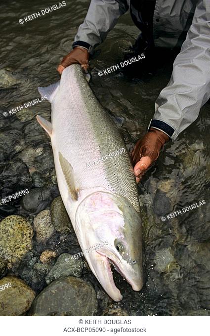Large male steelhead prior to release, Dean river, British Columbia, Canada