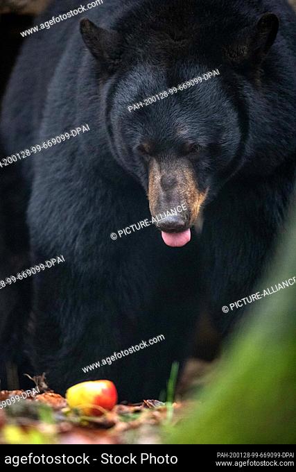 28 January 2020, Lower Saxony, Osnabrück: Black bear ""Honey"" looks at an apple in the black bear enclosure in the North American animal world ""Manitoba"" at...