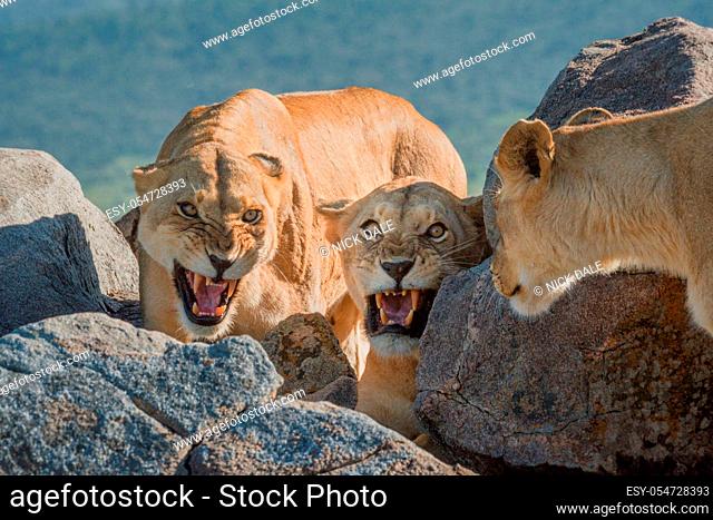 Two lionesses growl at another among rocks
