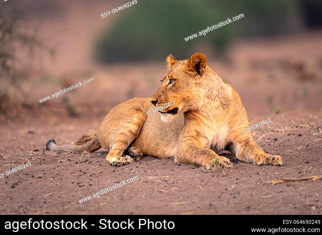 Lioness lies on sandy ground turning head
