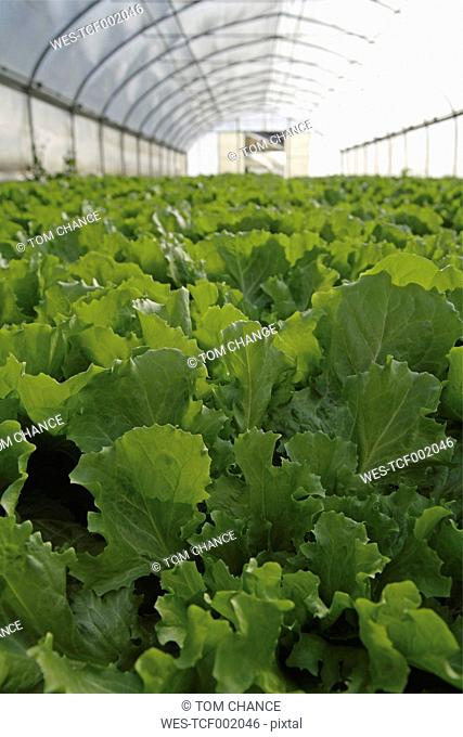 Germany, Upper Bavaria, Weidenkam, View of greenhouse with endive