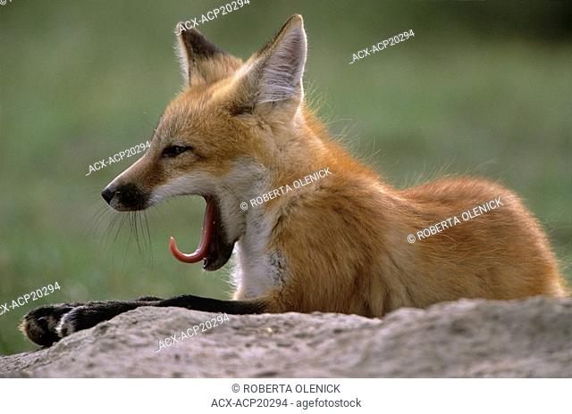 Red fox pup Vulpes vulpes yawning near Maple Creek, Saskatchewan, Canada