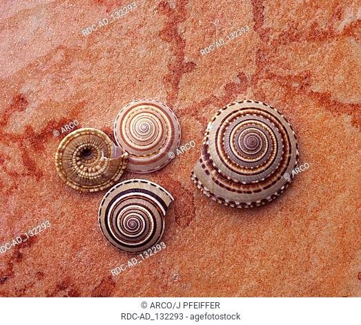 Sundial Snail snail shells Architectonica spec snail shell