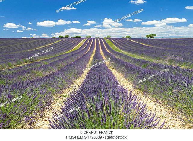 France, Alpes de Haute Provence, Parc Naturel Regional du Verdon (Natural regional park of Verdon), Valensole plateau, lavender field