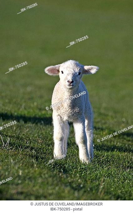 Lamb (Ovis ammon f. aries) on a pasture, Nordfriesland, Schleswig-Holstein, Germany