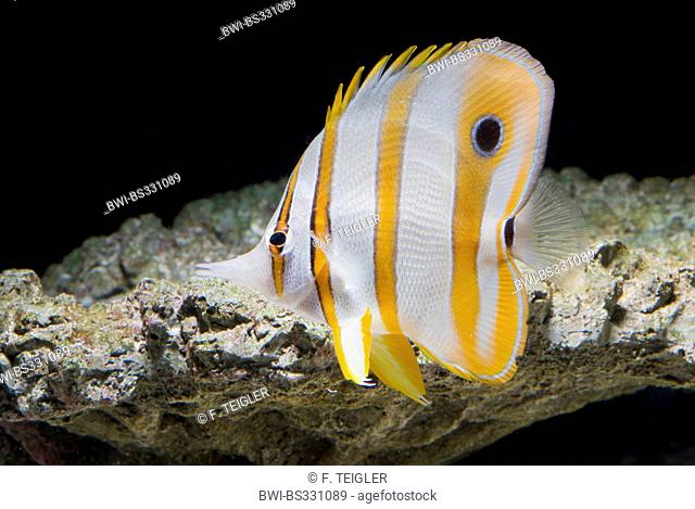 copper-banded butterflyfish, copperband butterflyfish, long-nosed butterflyfish, beaked coralfish (Chelmon rostratus), swimming