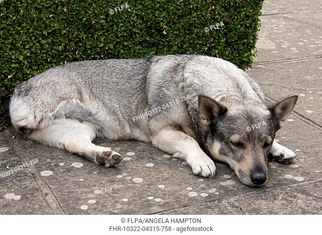 Domestic Dog, Swedish Vallhund, adult female, amputee with back leg missing, resting on garden paving, England, August
