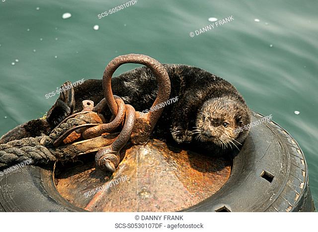 southern sea otter enhydra lutris nereis hauled out on a mooring ball, endangered, Monterey bay national marine sanctuary, California, usa, pacific ocean