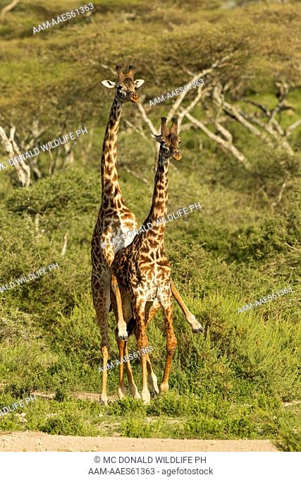 Masai Giraffe (Giraffa camelopardalis tippelskirchi) in Ndutu, Serengeti National Park, Tanzania, mating