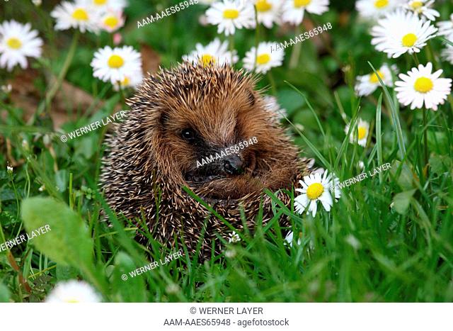 Hedgehog (Erinaceus europaeus) in grass, Germany