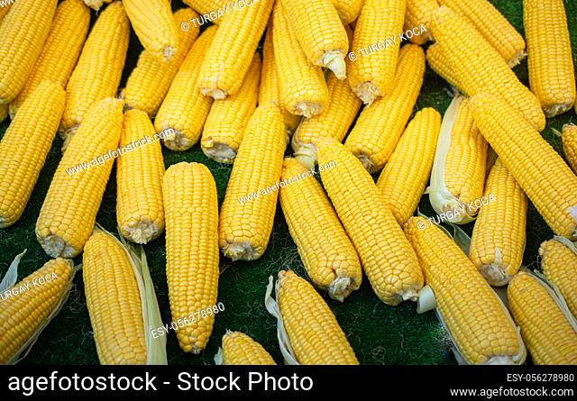 Plenty of organic fresh peeled corns as food background