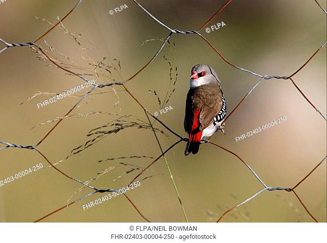 Diamond Firetail Stagonopleura guttata adult, perched on wire fence, feeding on grass seed, Southeast Queensland, Australia, december