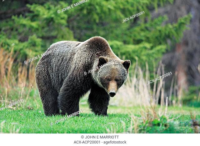 Large adult Grizzly bear Ursus arctos horribilis, Western Canada