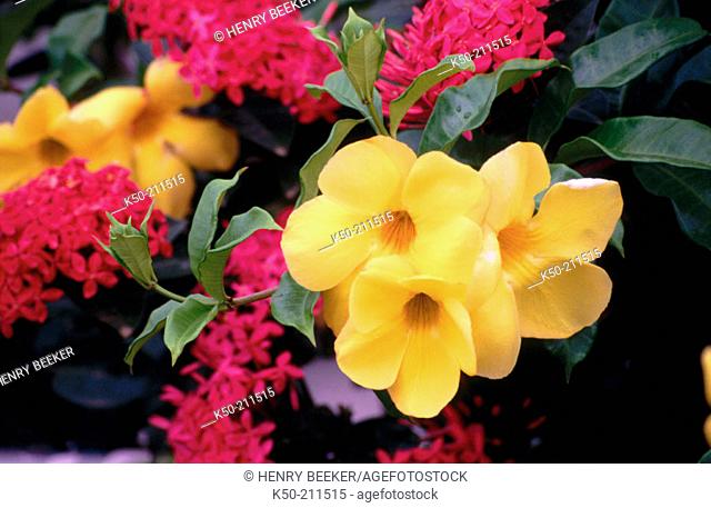 Golden Trumpet, Buttercup Flower or Yellow Bell (Allamanda cathartica). Curaçao. Netherlands Antilles. Caribbean
