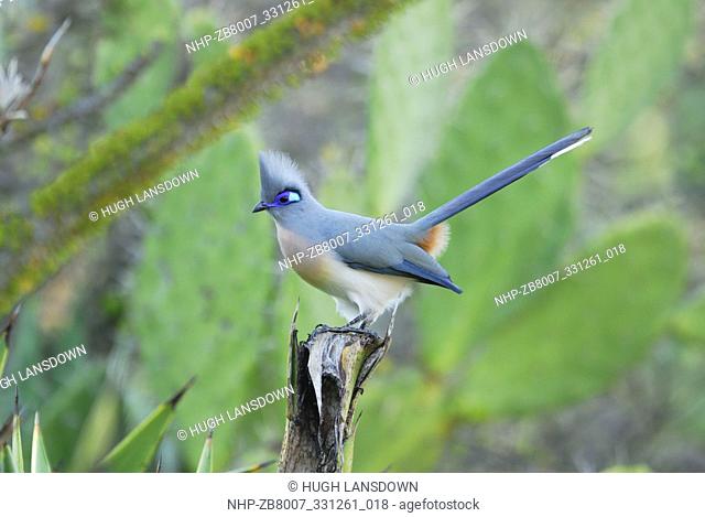 Crested Coua (Coua cristata) Adult in the Berenty Reserve, Madagascar
