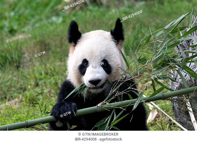 Giant Panda (Ailuropoda melanoleuca), adult, China Conservation and Research Centre for the Giant Panda, Chengdu, Sichuan, China