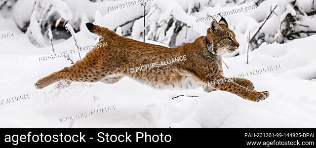 01 December 2023, Baden-Württemberg, Gernsbach: Lynx cat Finja runs into the snowy Black Forest after opening the transport box