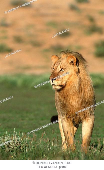 Portrait of a Juvenile Male Lion Panthera leo Standing in the Bushveld  Kgalagadi Transfrontier Park, Northern Cape Province, South Africa