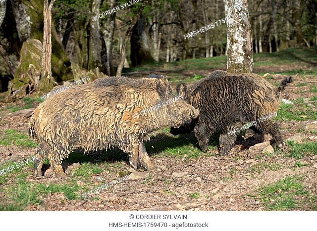 France, Haute Saone, Private park, Wild Boar ( Sus scrofa ), males fighting
