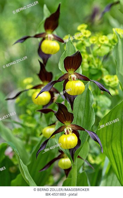 Yellow lady's slipper orchid (Cypripedium calceolus), Biosphere Reserve Swabian Alb, Baden-Württemberg, Germany