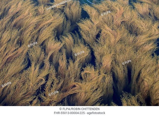 Japanese Wireweed (Sargassum muticum) introduced invasive species, in shallow water, Isle of Wight, England, August