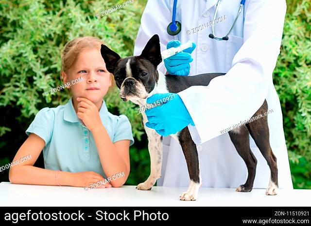 A veterinarian examining a little Boston Terrier dog in the presence of a young girl owner