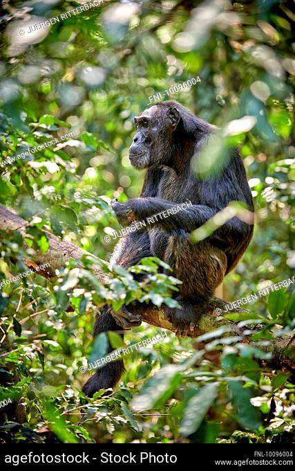 Chimpanzee, Pan troglodytes, Kibale National Park, Uganda, Africa