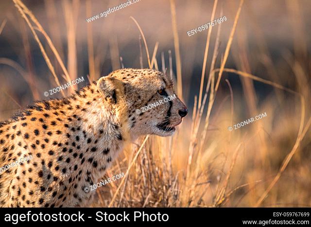 Side profile of a Cheetah in the Kruger National Park, South Africa