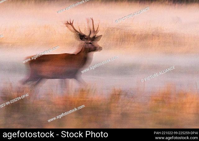 16 October 2022, Brandenburg, Trebbin: 16.10.2022, Trebbin. A red deer (Cervus elaphus) walks in the game reserve Glauer Tal