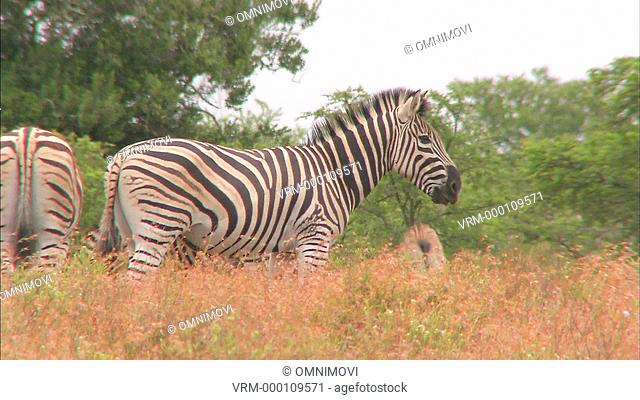 TS WS Plains Zebras Equus quagga grazing / South Africa