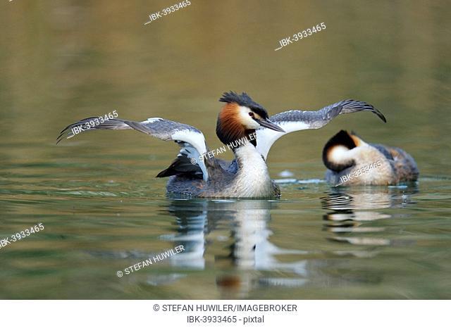 Great Crested Grebe (Podiceps cristatus), shaking its wings, Lake Lucerne, Canton of Lucerne, Switzerland