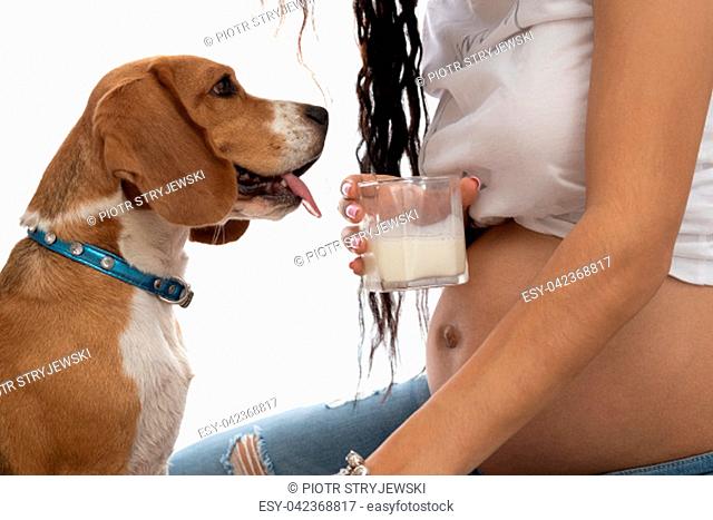 Cropped image of pregnant woman drinking milk while sitting with dog at home. Dog is looking at the glass of milk and belly of pregnant woman