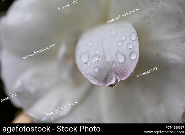 Close up fresh raindrops on white flower petal