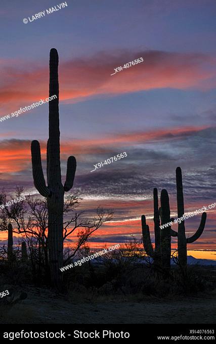Cacti stand in silhouette against a colorful sky in Saguaro National Park, Arizona