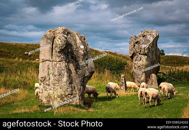 Impressive standing stones from the historic circle in Avebury Wiltshire. Sheep can be seen grazing amongst the massive rocks. united kingdom