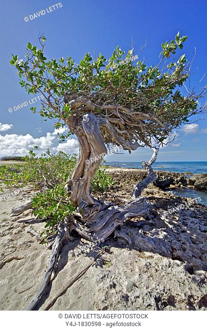 Divi-Divi Tree on the Coastline of Aruba