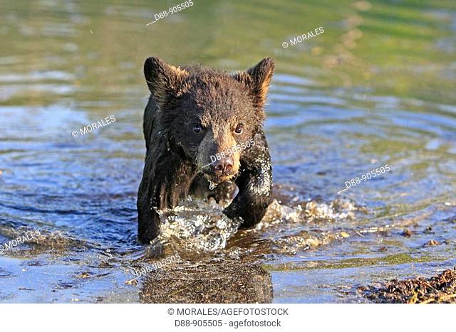 Black Bear (Ursus americanus), 4 month old cub. Minnesota, USA