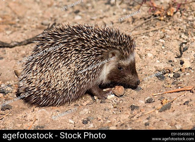 North African hedgehog Atelerix algirus. Cruz de Pajonales. Integral Natural Reserve of Inagua. Tejeda. Gran Canaria. Canary Islands. Spain