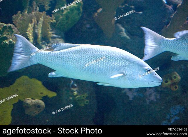 Mangrove snapper (Lutjanus griseus) is a marine fish native to western Atlantic Ocean mainly in Gulf of Mexico an Caribbean Sea