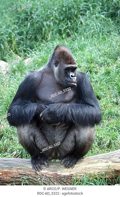 Western Gorilla silverback Gorilla gorilla gorilla