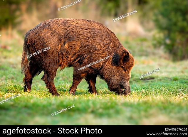 Calm wild boar, sus scrofa, male with long teeth feeding with grass on meadow in spring nature. Animal wildlife in natural environment eating at sunset