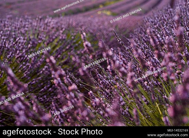 Close up of lavender field flower with defocused background. Beautiful nature landscape with flowers. Provence france amazing destination